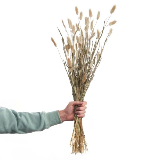 Coupon 🎉 BUTLERS FLOWER MARKET Trockenblumen Lagurusgras Länge 70cm 🛒 3 Coupon 🎉 BUTLERS FLOWER MARKET Trockenblumen Lagurusgras Länge 70cm 🛒