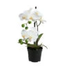 Angebote 🔔 BUTLERS FLORISTA Orchidee Im Topf 35 Cm 🧨