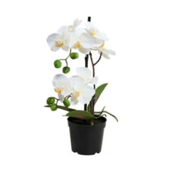 Angebote 🔔 BUTLERS FLORISTA Orchidee Im Topf 35 Cm 🧨
