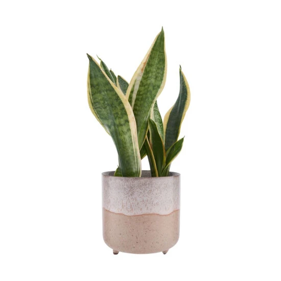 Blitzangebot ⭐ BUTLERS TIDE Blumentopf Mit Füßen Ø14cm ⭐ 4 Blitzangebot ⭐ BUTLERS TIDE Blumentopf Mit Füßen Ø14cm ⭐ – Bild 2