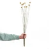 Blitzangebot 🧨 BUTLERS FLOWER MARKET Trockenblumen Craspedia Länge 70cm 😀