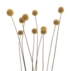 Blitzangebot 🧨 BUTLERS FLOWER MARKET Trockenblumen Craspedia Länge 70cm 😀 -BUTLERS Store unnamed file 2607