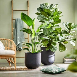 Brandneu ✨ BUTLERS BOTANICAL GARDEN Kissen L 45 X B 45cm 🧨 -BUTLERS Store unnamed file 3233