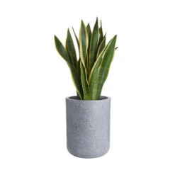 Billig ⭐ BUTLERS CONCRETE Pflanztopf Outdoor Höhe 32cm ❤️ -BUTLERS Store unnamed file 4193