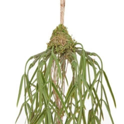 Budget ✔️ BUTLERS FLORISTA Hängepflanze Höhe 94cm 😀 -BUTLERS Store unnamed file 4287