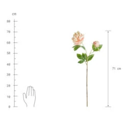 Schlussverkauf 🧨 BUTLERS FLORISTA Pfingstrose Höhe 71cm ✨ -BUTLERS Store unnamed file 4313