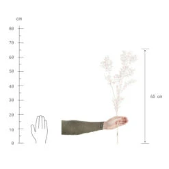 Brandneu 🔔 BUTLERS FLOWER MARKET Trockenblumen Ruscus Länge 65cm 🥰 -BUTLERS Store unnamed file 4363