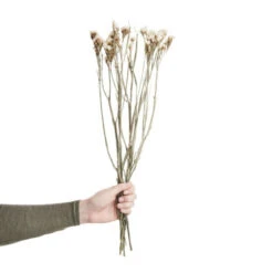 Bestpreis ✨ BUTLERS FLOWER MARKET Trockenblumen Statice Länge 60cm 🧨