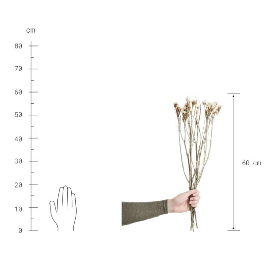 Bestpreis ✨ BUTLERS FLOWER MARKET Trockenblumen Statice Länge 60cm 🧨 5 Bestpreis ✨ BUTLERS FLOWER MARKET Trockenblumen Statice Länge 60cm 🧨 – Bild 3