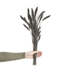 Bester Verkauf ✨ BUTLERS FLOWER MARKET Trockenblumen Setaria Länge 60cm 😍