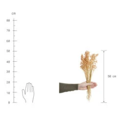 Top 10 🧨 BUTLERS FLOWER MARKET Trockenblumen Linium Länge 50cm 😀 -BUTLERS Store unnamed file 4391