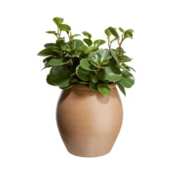 Beste Bewertungen von ⌛ BUTLERS TUSCANY Vase/Blumentopf Höhe 29cm 💯 -BUTLERS Store unnamed file 4535