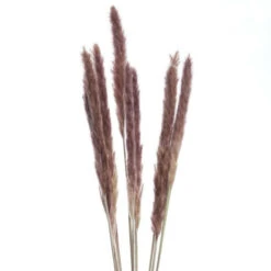 Blitzangebot ⌛ BUTLERS FLOWER MARKET Trockenblumen Pampasgras Länge 70cm 🎁 -BUTLERS Store unnamed file 4809