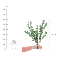 Großhandel ⌛ BUTLERS FLOWER MARKET Trockenblumen Eukalyptus Länge 60cm 🛒 -BUTLERS Store unnamed file 601